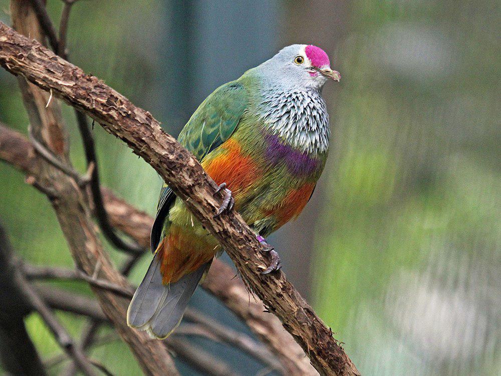 马里岛果鸠 / Mariana Fruit Dove / Ptilinopus roseicapilla