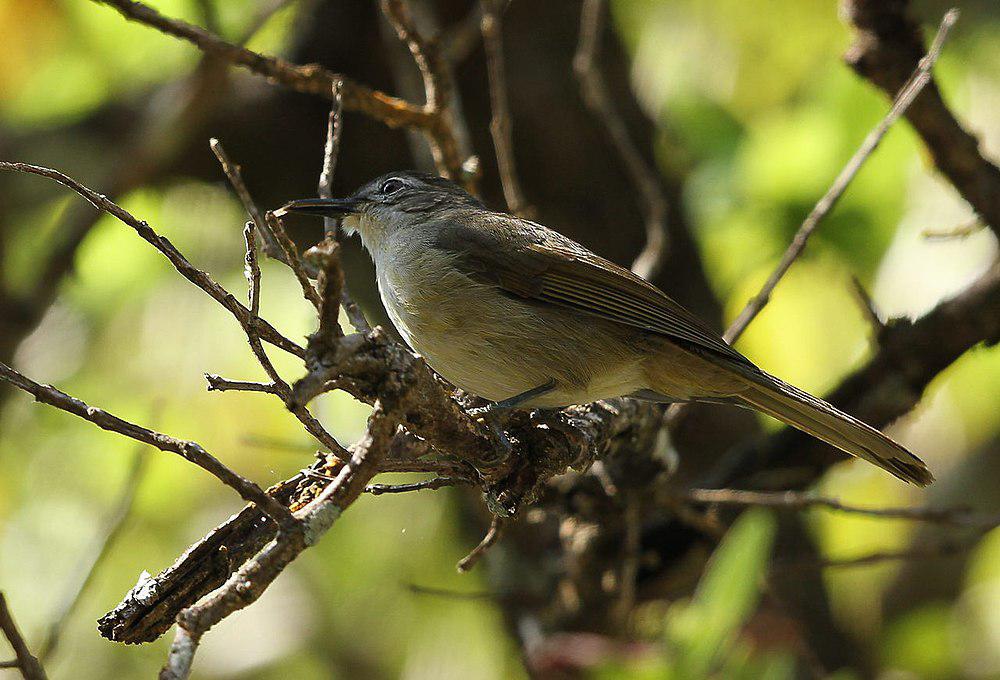 黄纹旋木鹎 / Yellow-streaked Greenbul / Phyllastrephus flavostriatus