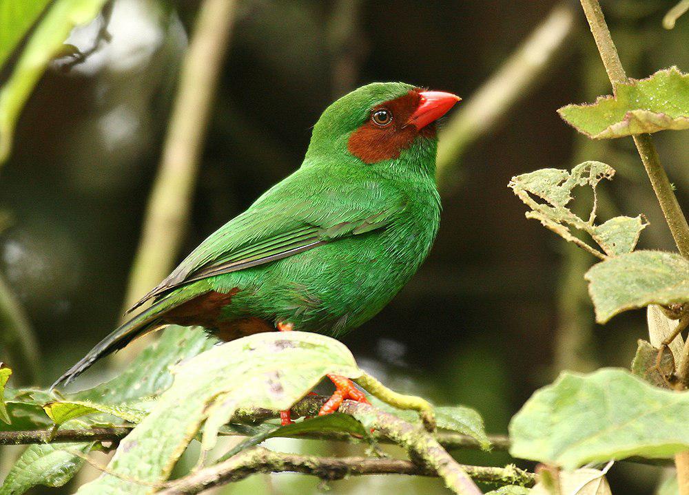 草绿唐纳雀 / Grass-green Tanager / Chlorornis riefferii