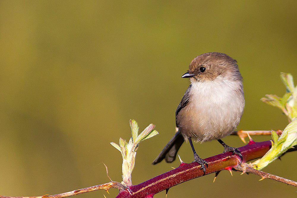 短嘴长尾山雀 / American Bushtit / Psaltriparus minimus