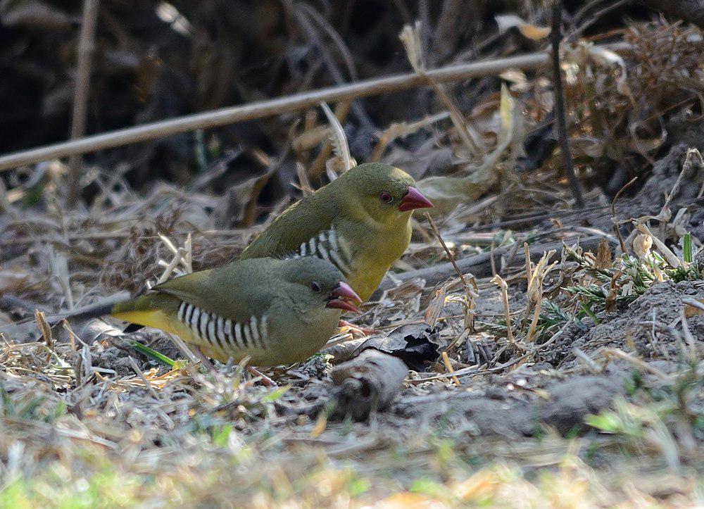 绿梅花雀 / Green Avadavat / Amandava formosa