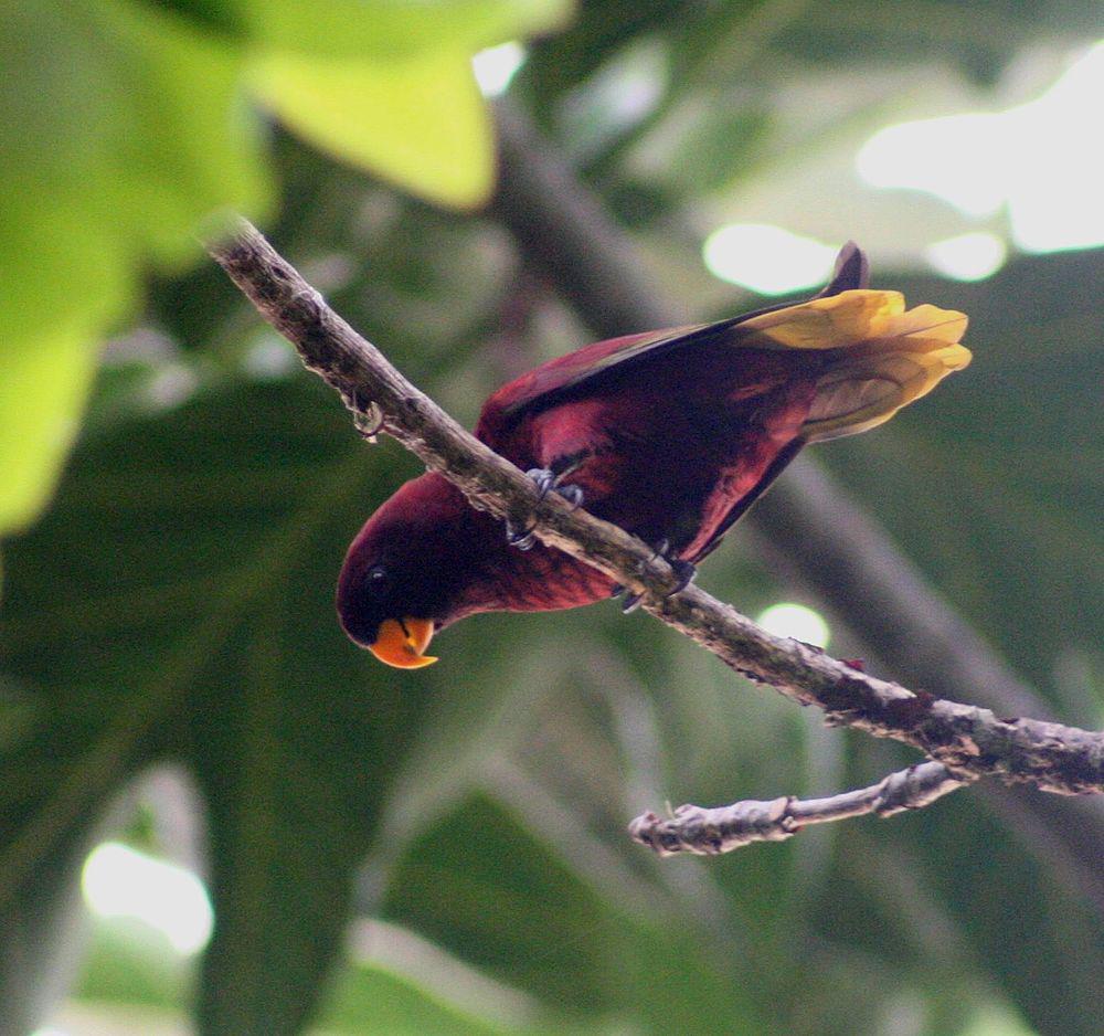 紫红鹦鹉 / Pohnpei Lorikeet / Trichoglossus rubiginosus