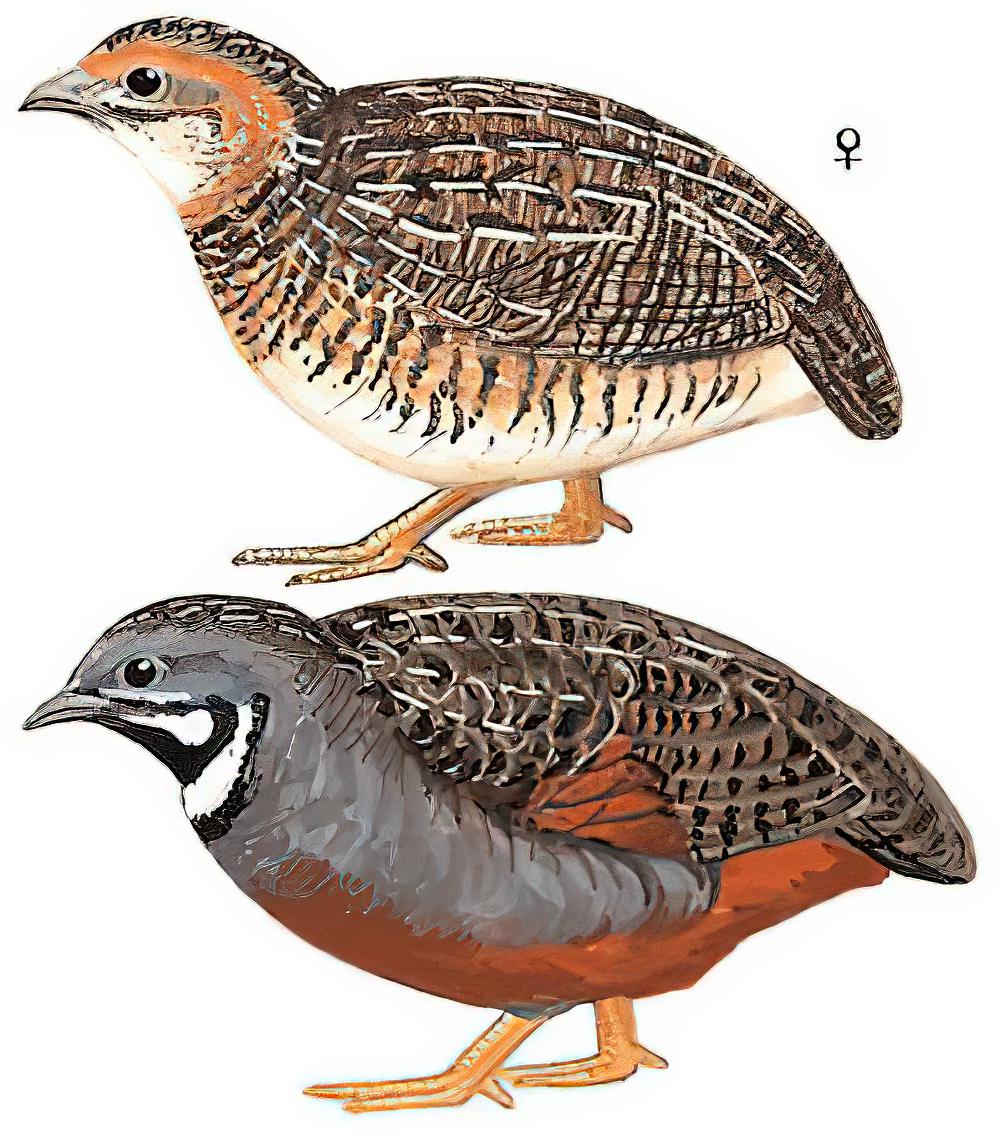 蓝胸鹑 / King Quail / Excalfactoria chinensis