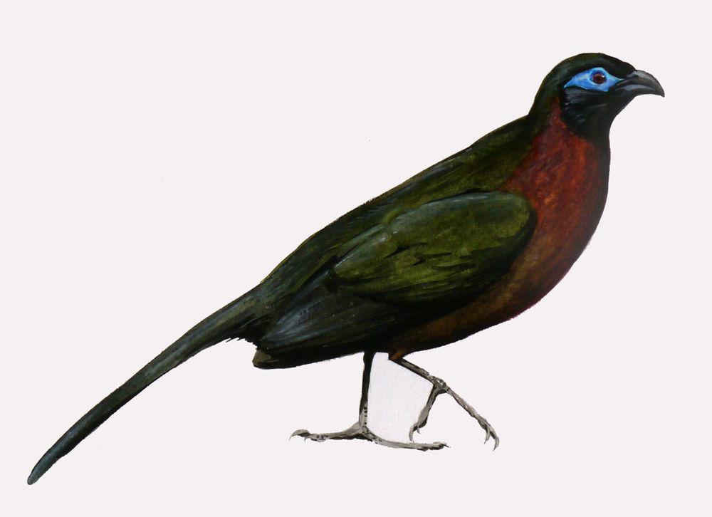 红胸马岛鹃 / Red-breasted Coua / Coua serriana