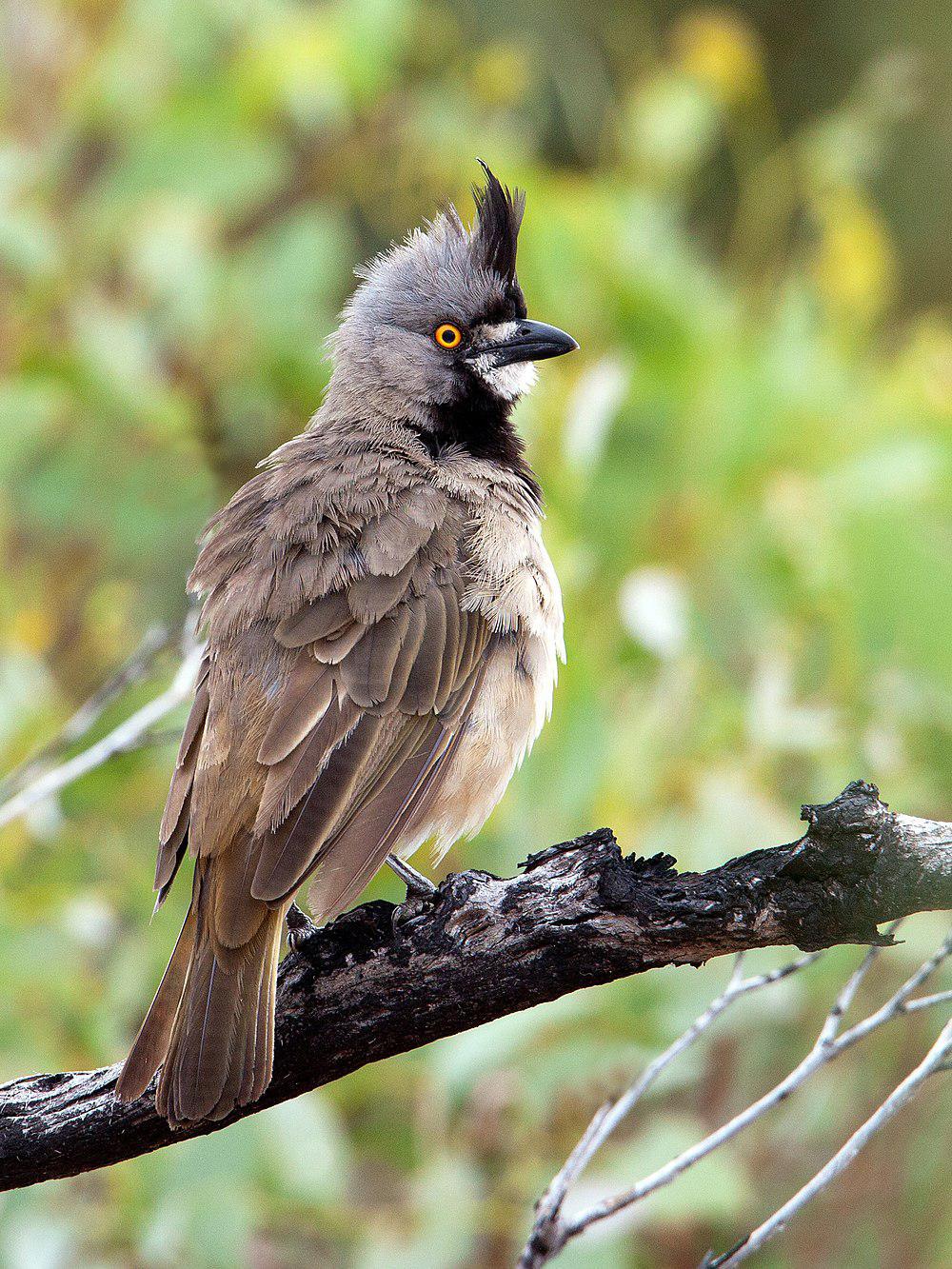 冠钟鹟 / Crested Bellbird / Oreoica gutturalis