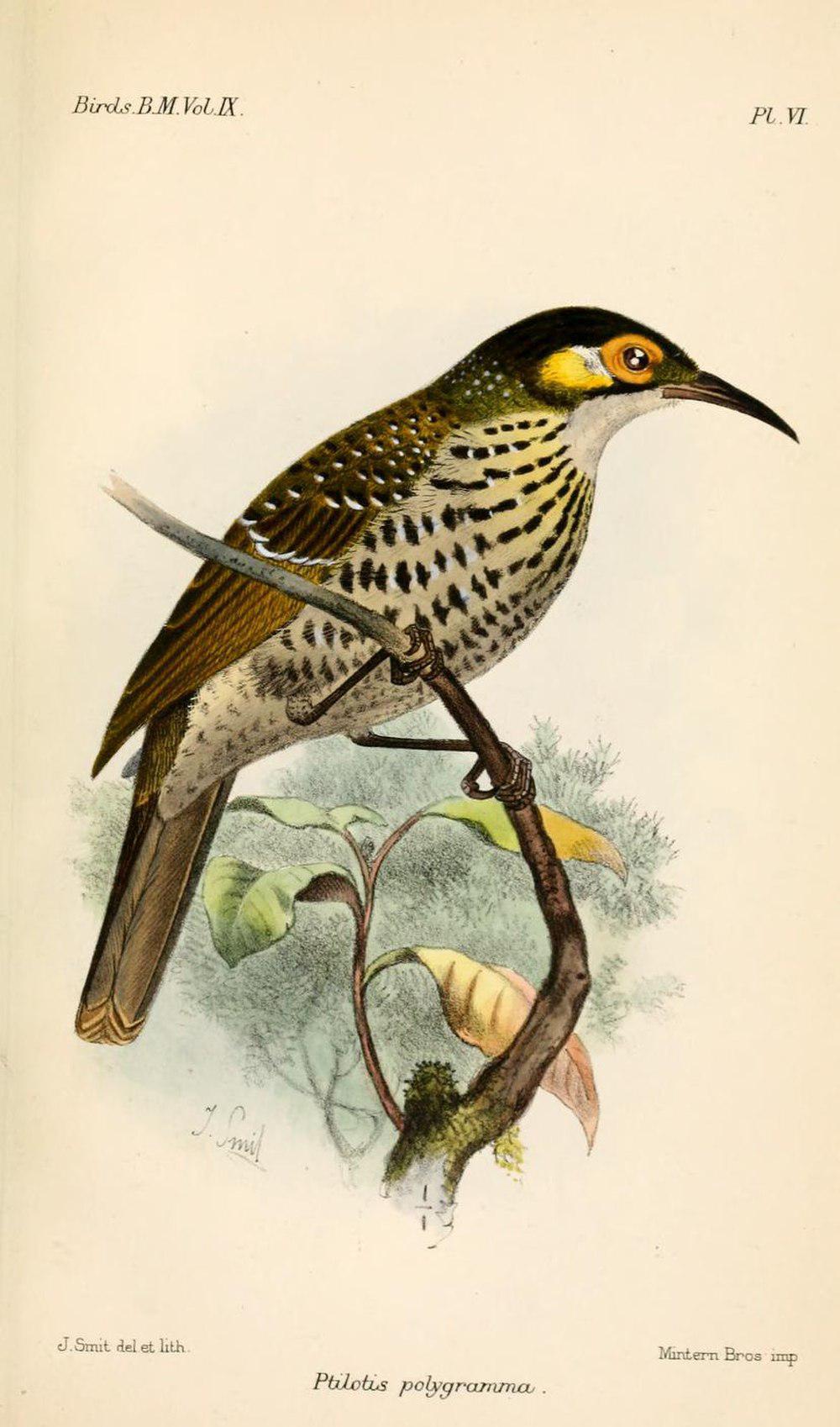 斑吸蜜鸟 / Spotted Honeyeater / Xanthotis polygrammus