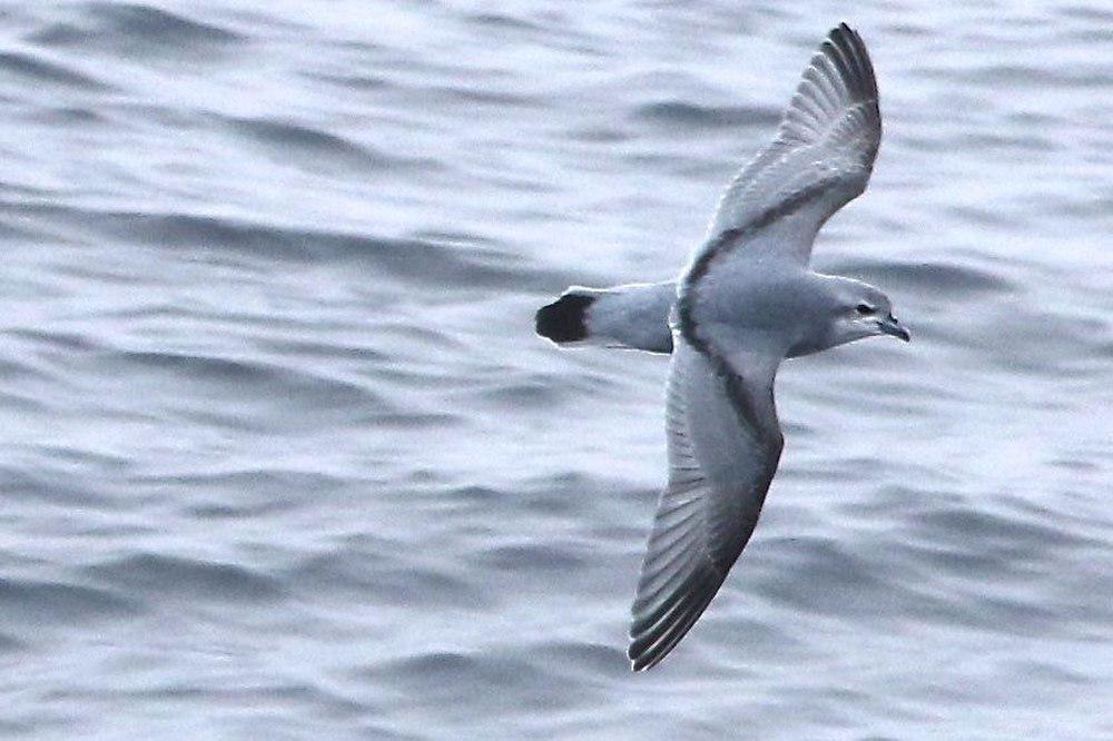 厚嘴锯鹱 / Fulmar Prion / Pachyptila crassirostris