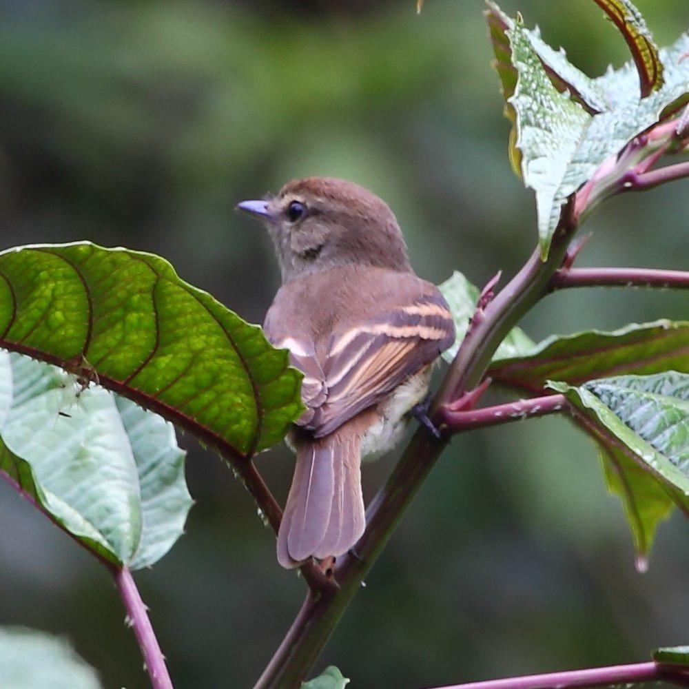 南美纹霸鹟 / Euler\'s Flycatcher / Lathrotriccus euleri