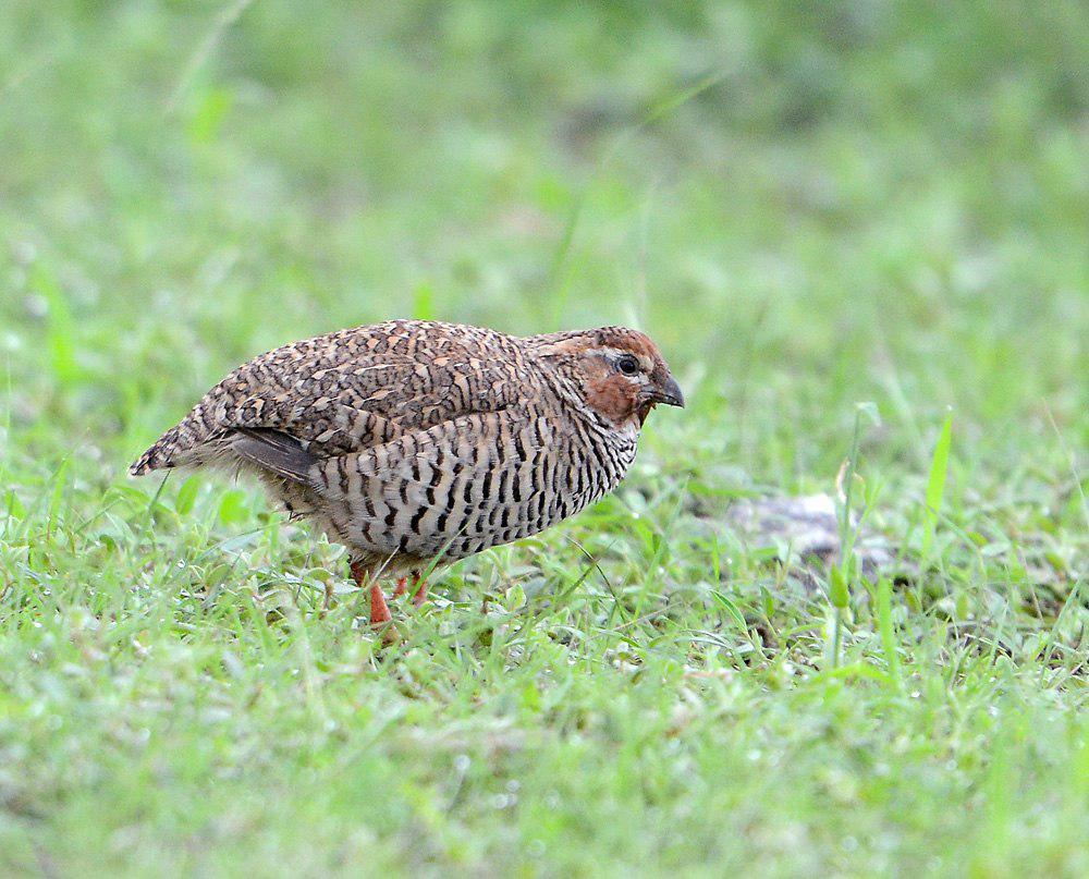 岩林鹑 / Rock Bush Quail / Perdicula argoondah