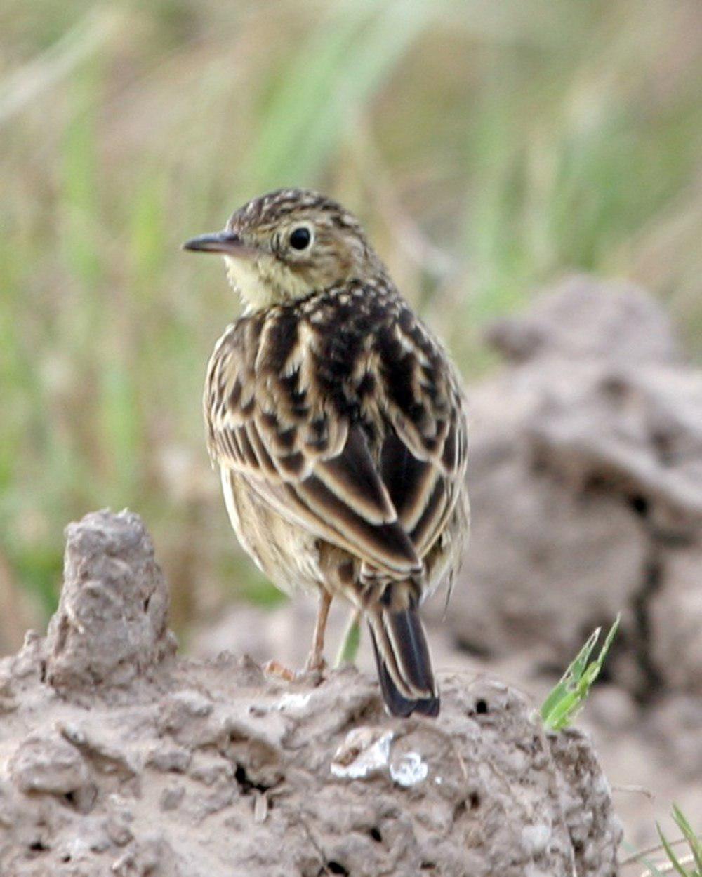 黄鹨 / Yellowish Pipit / Anthus lutescens