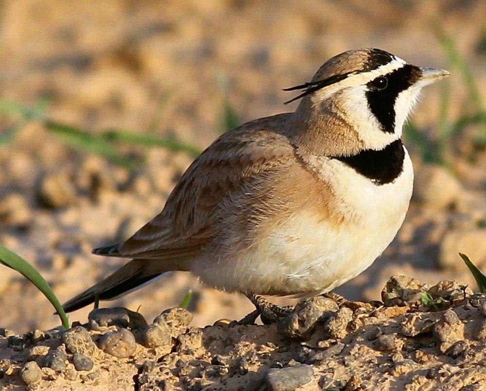 漠角百灵 / Temminck\'s Lark / Eremophila bilopha