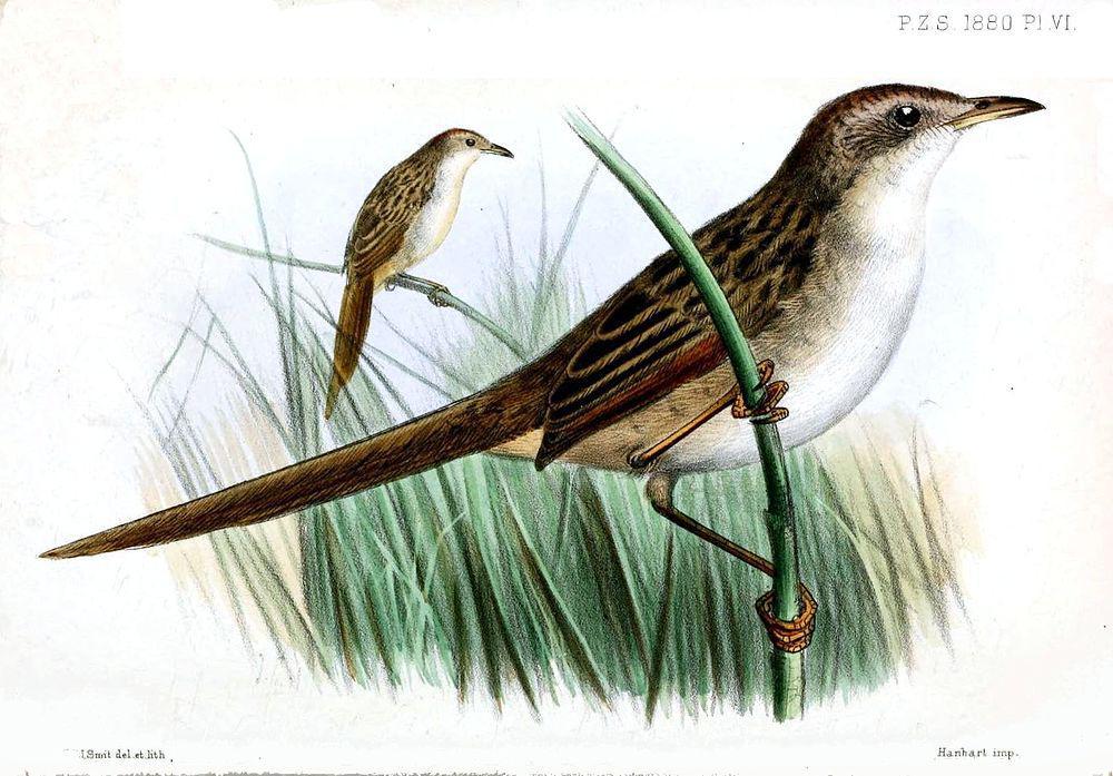 巴布亚大尾莺 / Papuan Grassbird / Cincloramphus macrurus