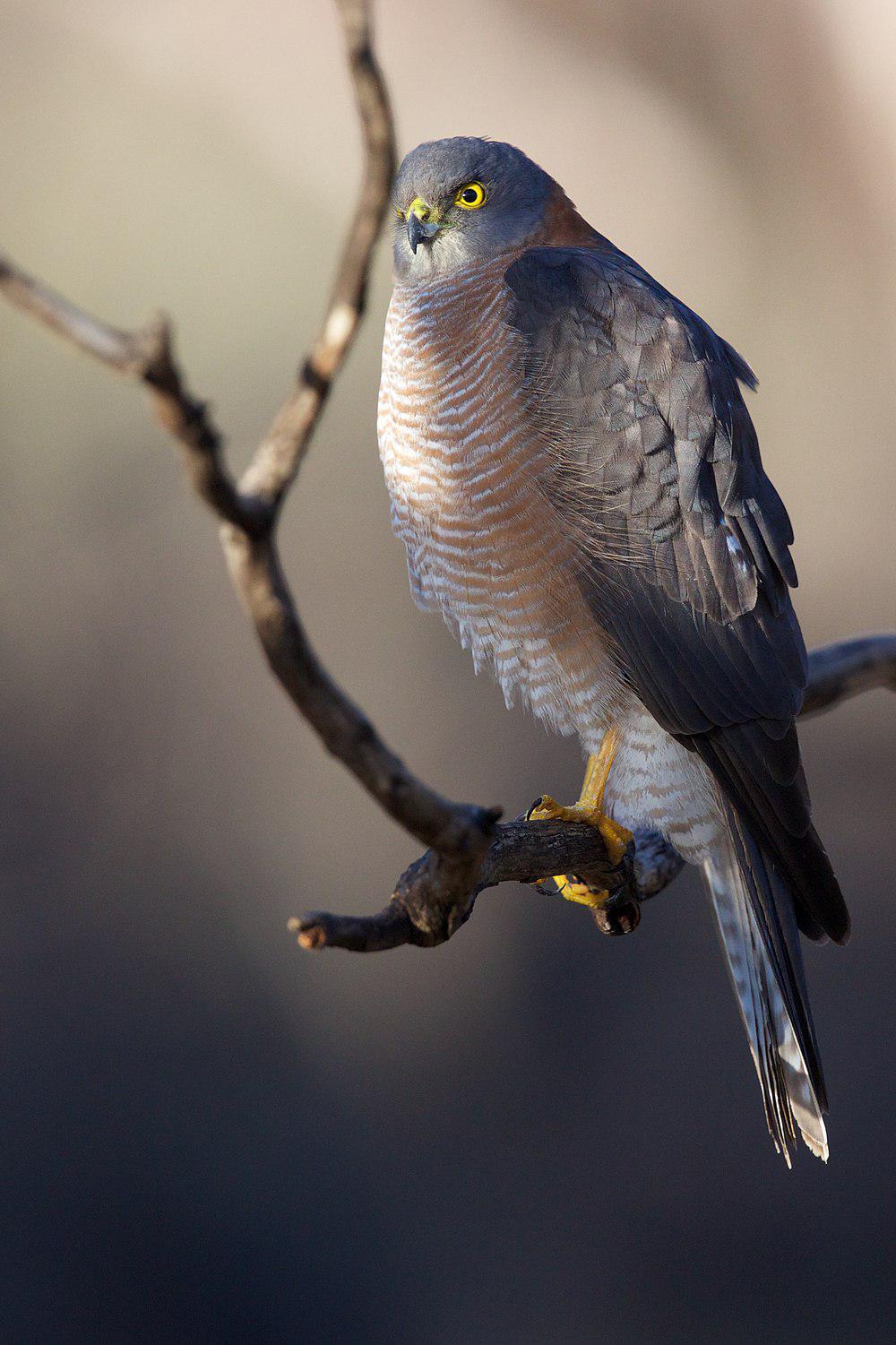 领雀鹰 / Collared Sparrowhawk / Accipiter cirrocephalus