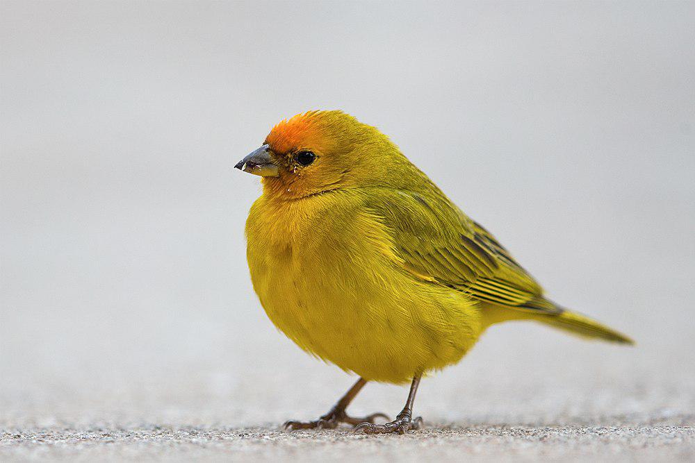 橙额黄雀鹀 / Orange-fronted Yellow Finch / Sicalis columbiana