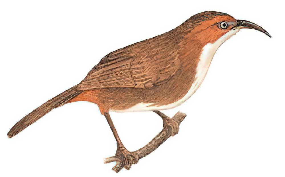 锈脸钩嘴鹛 / Rusty-cheeked Scimitar Babbler / Erythrogenys erythrogenys