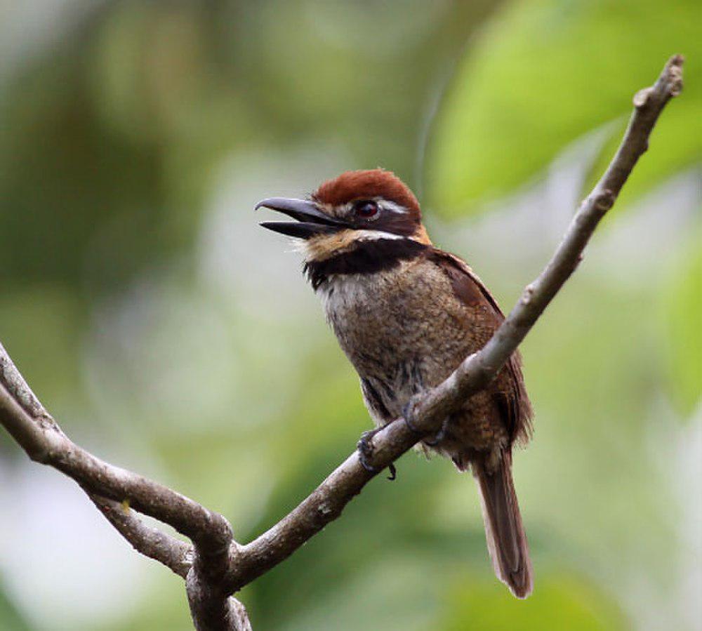 栗顶蓬头䴕 / Chestnut-capped Puffbird / Bucco macrodactylus