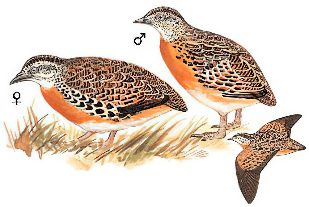 林三趾鹑 / Common Buttonquail / Turnix sylvaticus