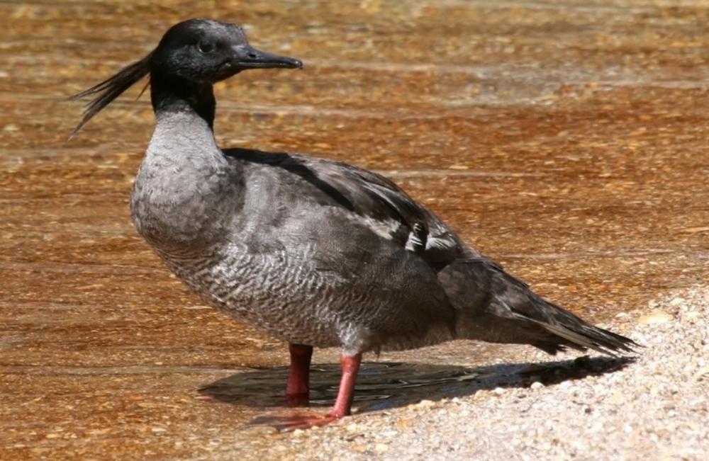 褐秋沙鸭 / Brazilian Merganser / Mergus octosetaceus