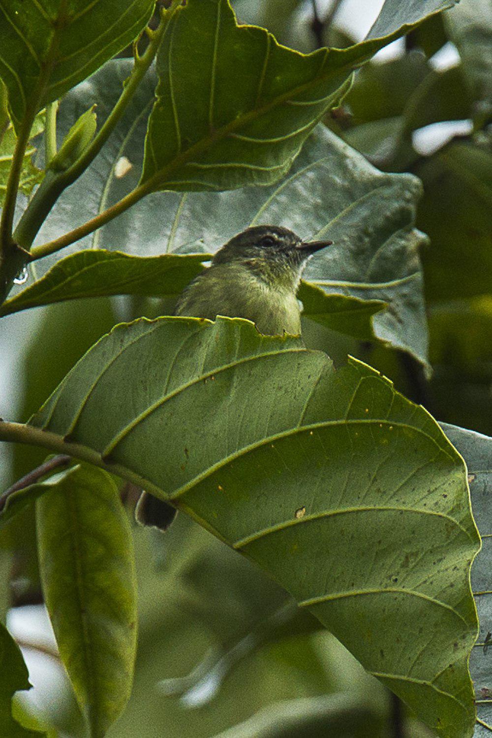 厄瓜多尔姬霸鹟 / Ecuadorian Tyrannulet / Phylloscartes gualaquizae