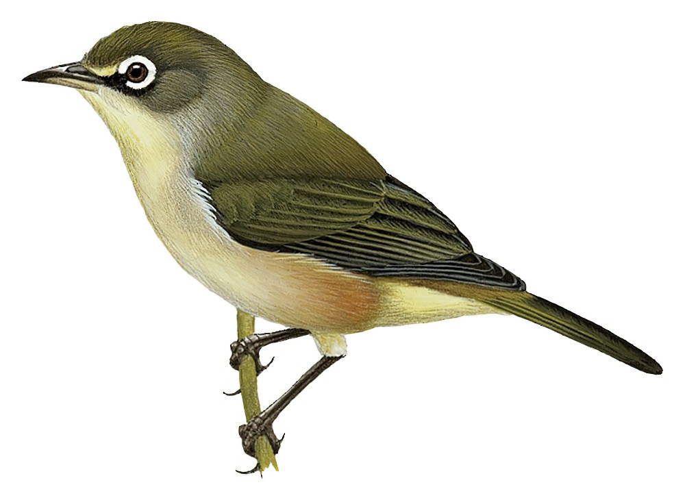 安诺绣眼鸟 / Annobon White-eye / Zosterops griseovirescens