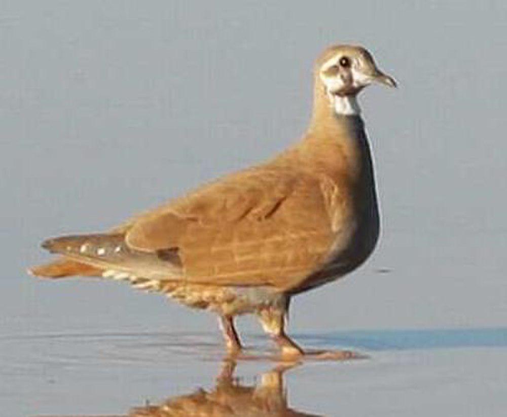 聚群铜翅鸠 / Flock Bronzewing / Phaps histrionica