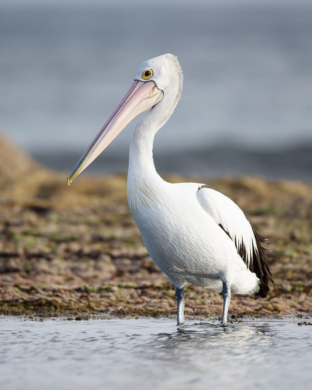 澳洲鹈鹕 / Australian Pelican / Pelecanus conspicillatus