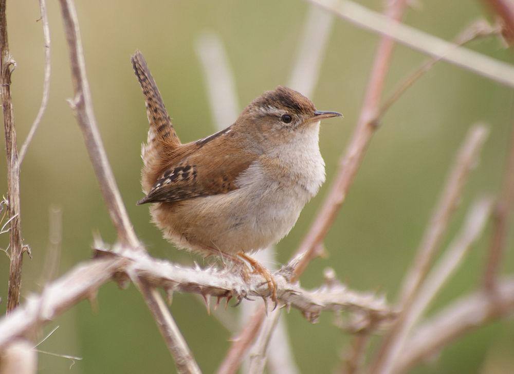 长嘴沼泽鹪鹩 / Marsh Wren / Cistothorus palustris