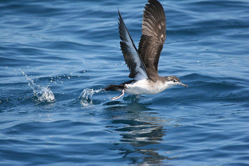 奥氏鹱 / Audubon\'s Shearwater / Puffinus lherminieri