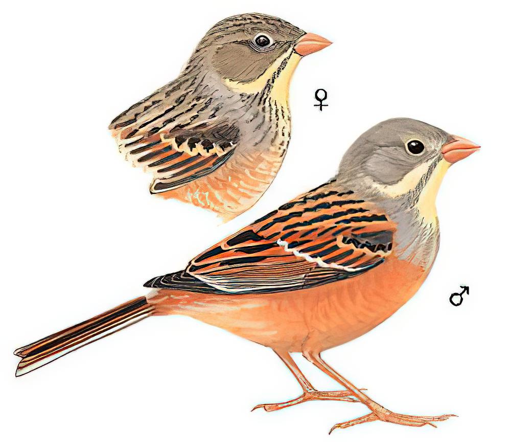 圃鹀 / Ortolan Bunting / Emberiza hortulana