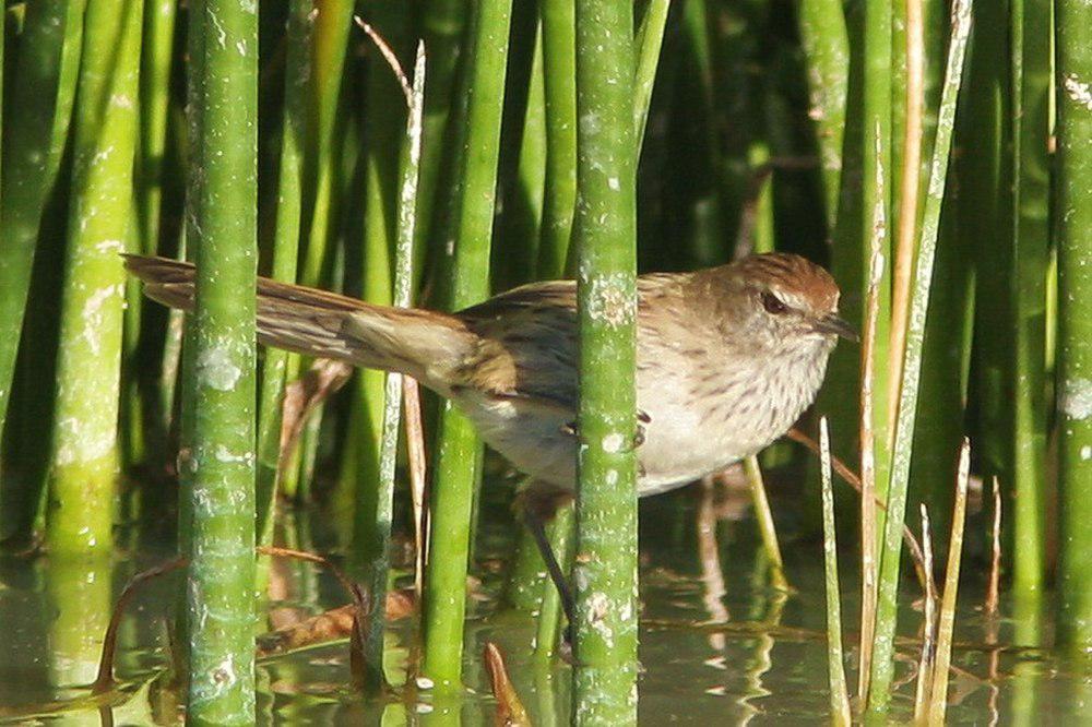 姬大尾莺 / Little Grassbird / Poodytes gramineus