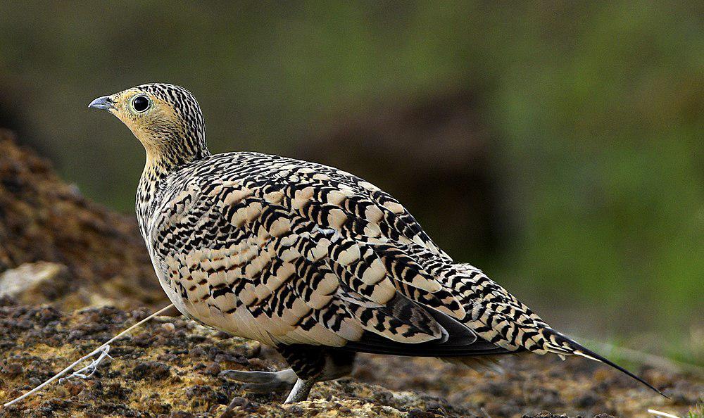 栗腹沙鸡 / Chestnut-bellied Sandgrouse / Pterocles exustus