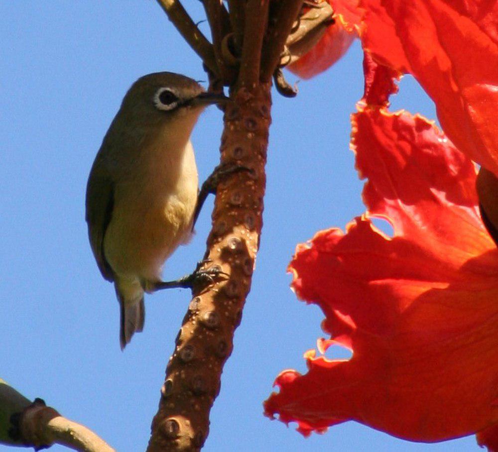 马里亚纳绣眼鸟 / Bridled White-eye / Zosterops conspicillatus