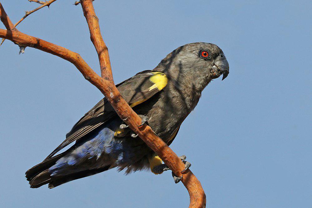 鲁氏鹦鹉 / Rüppell\'s Parrot / Poicephalus rueppellii