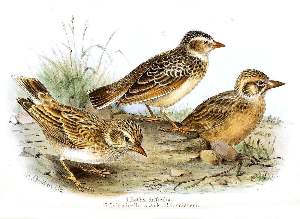 博氏沙百灵 / Botha\'s Lark / Spizocorys fringillaris