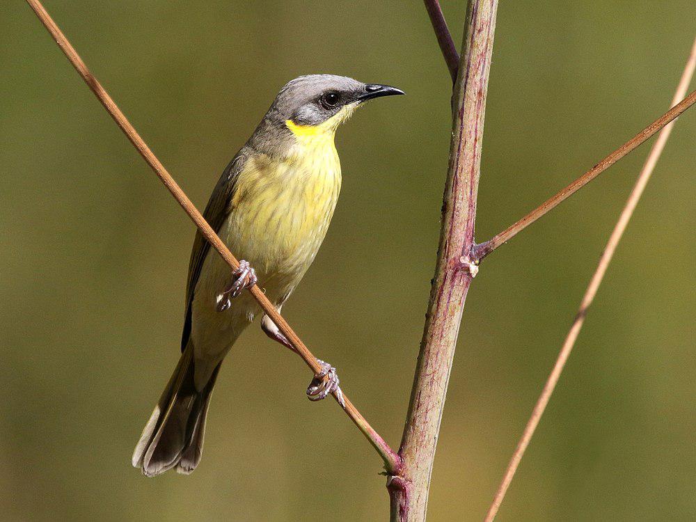 灰头吸蜜鸟 / Grey-headed Honeyeater / Ptilotula keartlandi