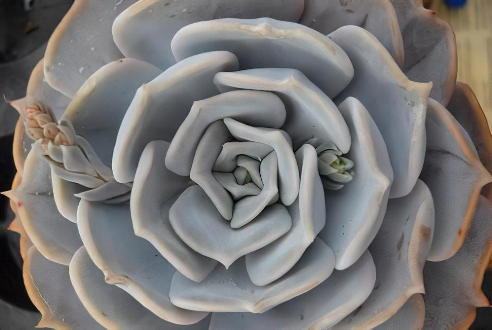 丽娜莲 Echeveria lilacina