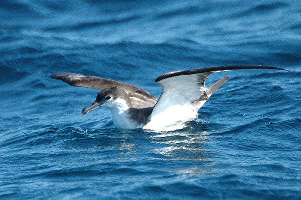 灰背鹱 / Buller\'s Shearwater / Ardenna bulleri