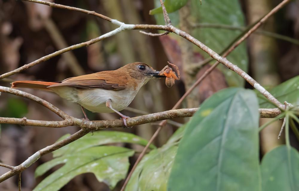 棕尾林鹟 / Rufous-tailed Jungle Flycatcher / Cyornis ruficauda