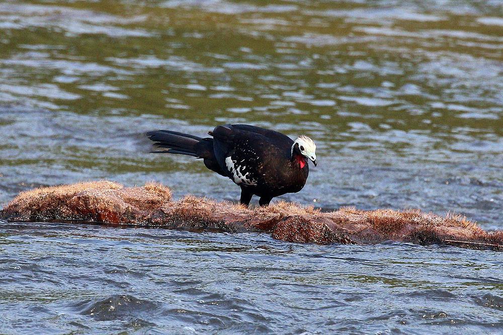 红喉鸣冠雉 / Red-throated Piping Guan / Pipile cujubi