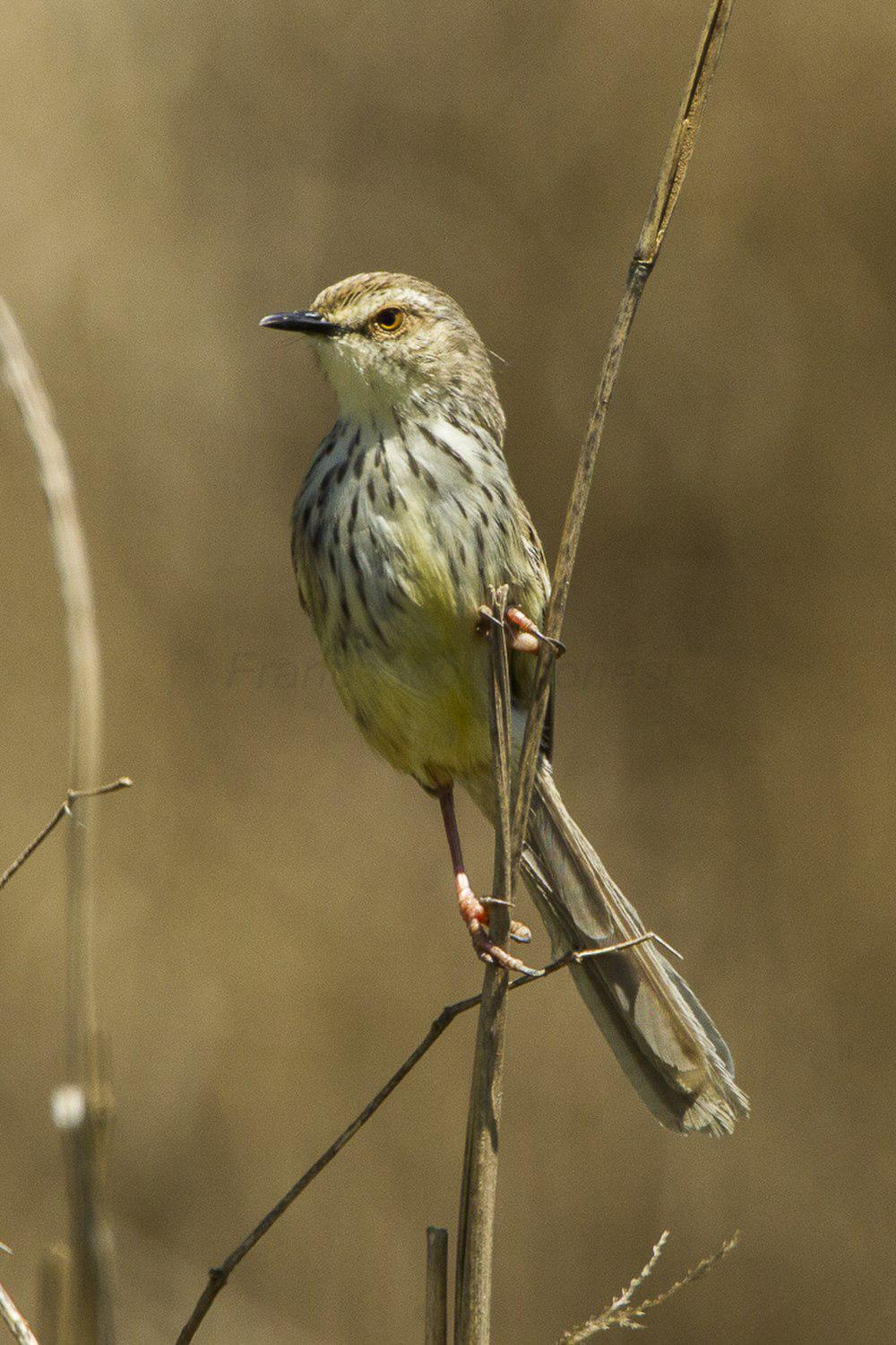 德拉山鹪莺 / Drakensberg Prinia / Prinia hypoxantha