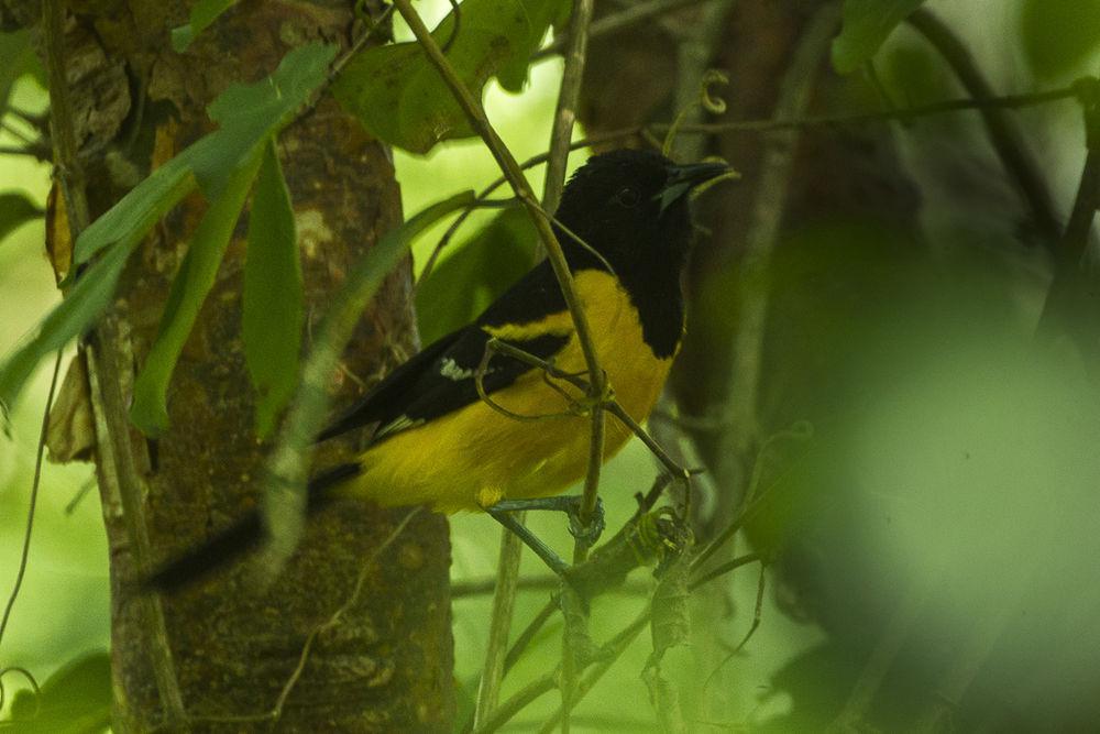 斑翅拟鹂 / Bar-winged Oriole / Icterus maculialatus