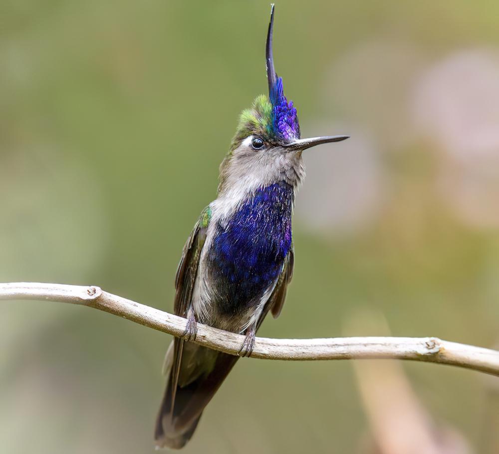 紫胸凤头蜂鸟 / Green-crowned Plovercrest / Stephanoxis lalandi