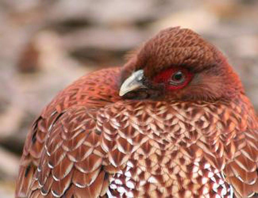 铜长尾雉 / Copper Pheasant / Syrmaticus soemmerringii