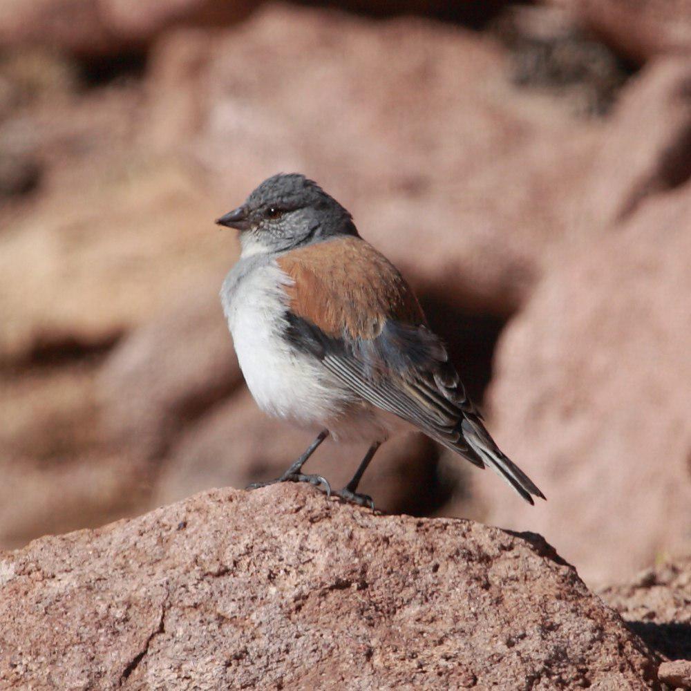 红背岭雀鹀 / Red-backed Sierra Finch / Idiopsar dorsalis