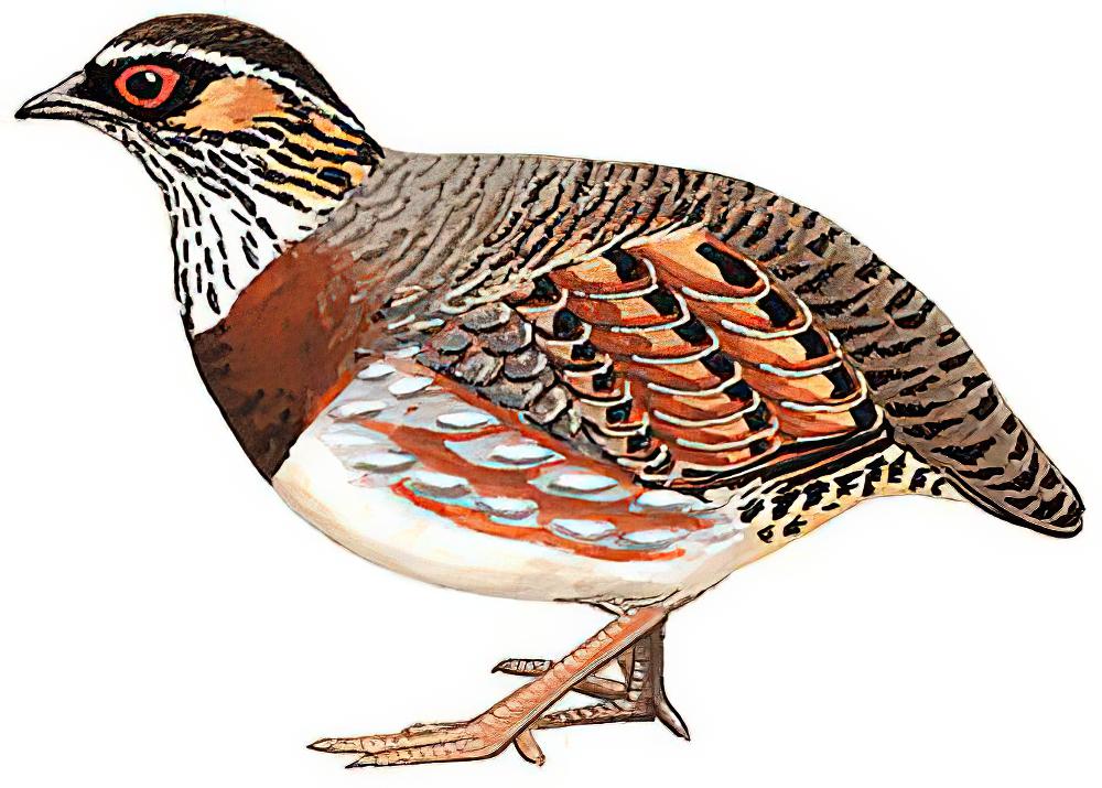 四川山鹧鸪 / Sichuan Partridge / Arborophila rufipectus