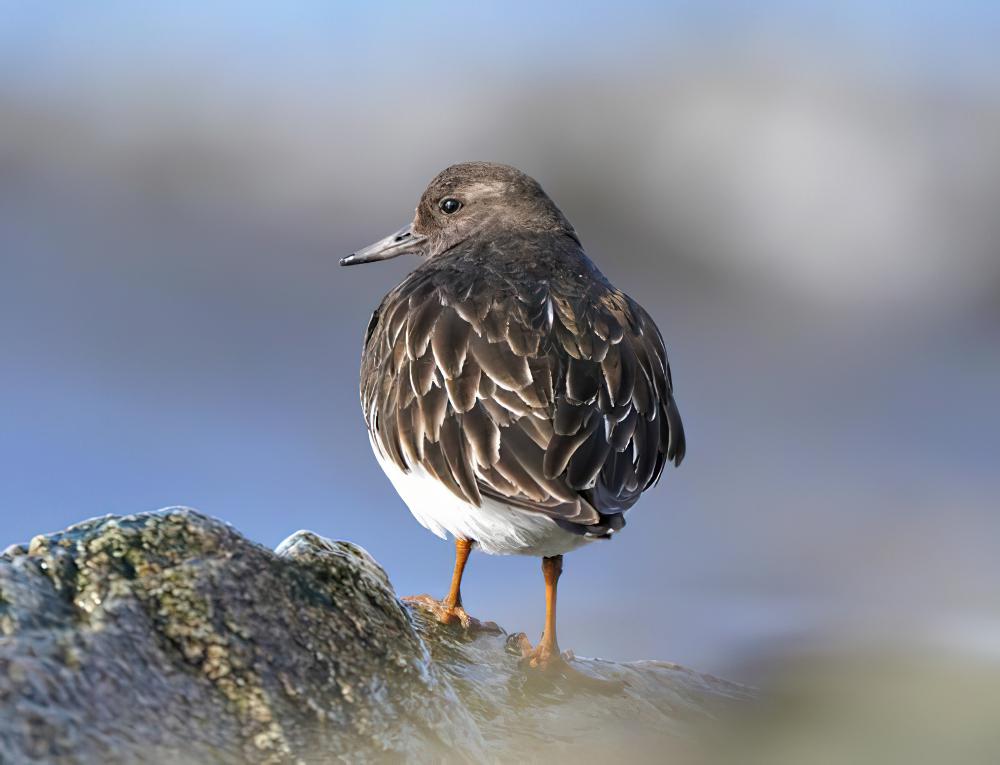 黑翻石鹬 / Black Turnstone / Arenaria melanocephala