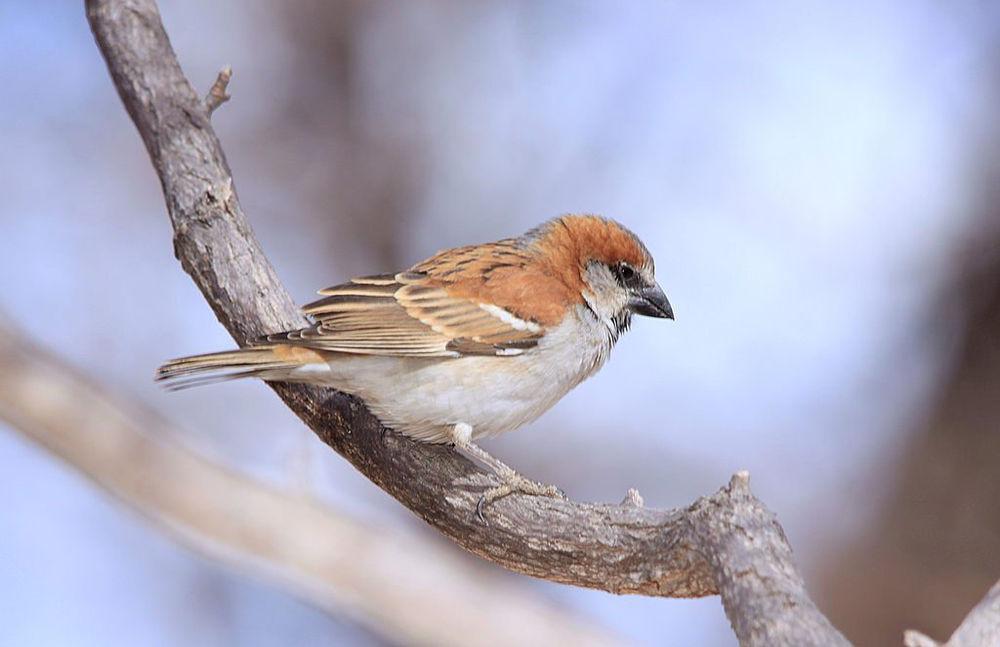 棕麻雀 / Great Sparrow / Passer motitensis