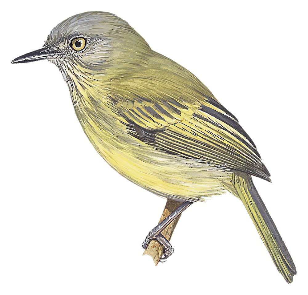 乔氏哑霸鹟 / Johannes's Tody-Tyrant / Hemitriccus iohannis