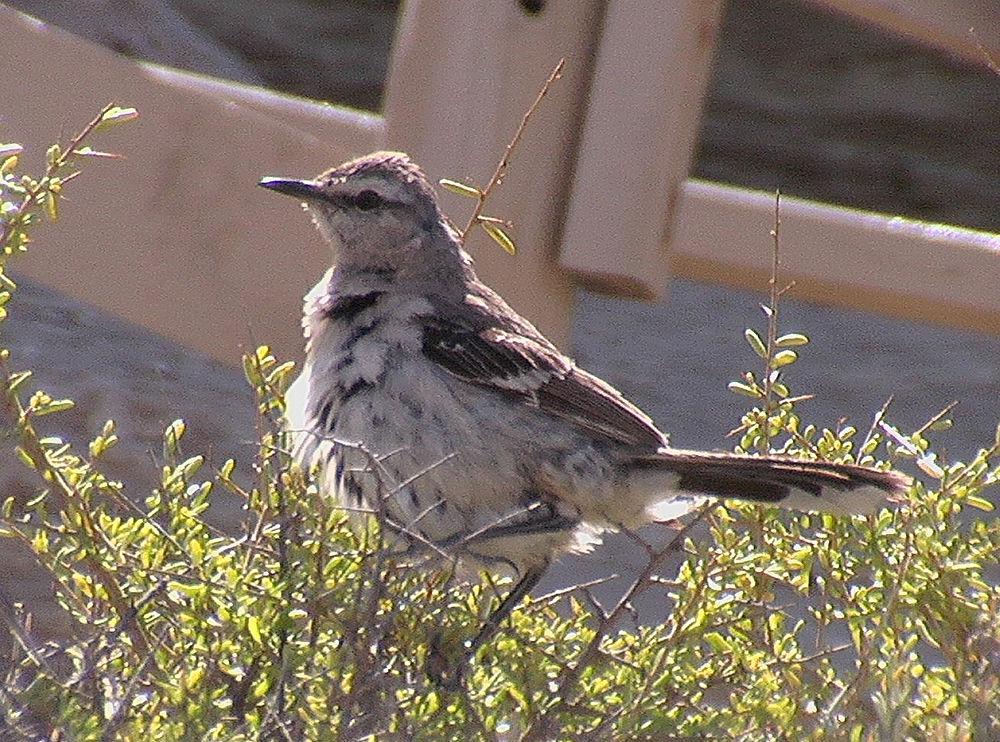 白斑小嘲鸫 / White-banded Mockingbird / Mimus triurus