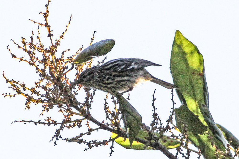 尖头林莺 / Arrowhead Warbler / Setophaga pharetra